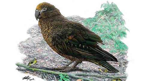 No se descarta la posibilidad de que el loro haya llegado a comer otras aves (Foto: @nationalgeographic.com)
