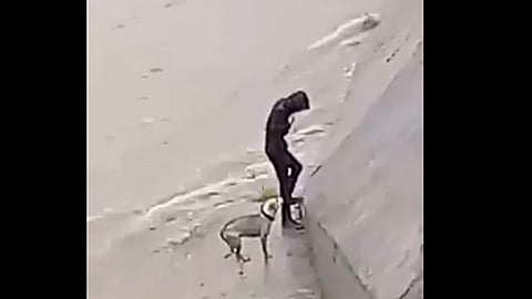 De no ser por el actuar de los hombres, el perrito habría muerto (Foto: Captura)