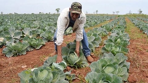 Zamora, Purépero y Cojumatlán, los principales municipios productores de la hortaliza (Foto Cortesía)