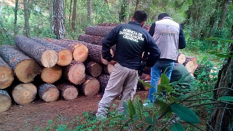 El predio fue inspeccionado por peritos y elementos de la Policía Federal Ministerial (Foto: Cortesía)