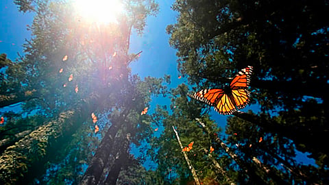Sigue estas recomendaciones para tu próxima visita a este espectáculo natural 
(Foto: gob.mx)