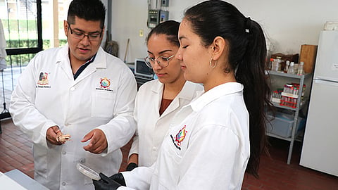 Realizaron pruebas para conocer la actividad antioxidante, anticoagulante y cuantificación de polifenoles de la misma planta (Foto Cortesía) 