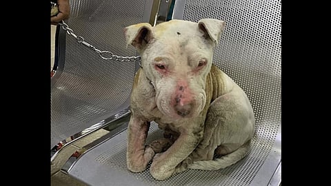 Prisión preventiva al presunto responsable (Foto: Twitter @MundoPatitas)