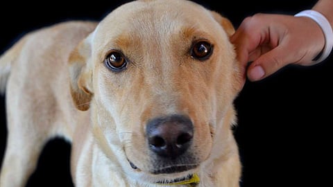 Ayuda en el Tercer Croquetón; el reto es captar una tonelada para alimentar a perros y gatos rescatados (Foto: FB Adogpción)