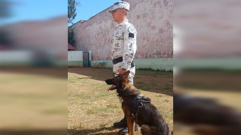 En esta exhibición participan la belleza de los caninos, pruebas de obediencia, por mencionar algunos (Foto: cortesía)