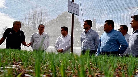 "Sembrando Vida" se aplicará en quince municipios de Michoacán (Foto: Cortesía)