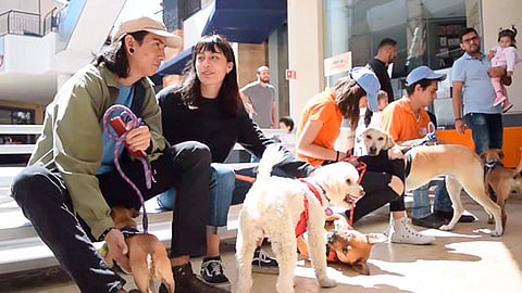 Adogpción continúa su labor de concientizar en evitar el maltrato animal (Foto Cortesía) 