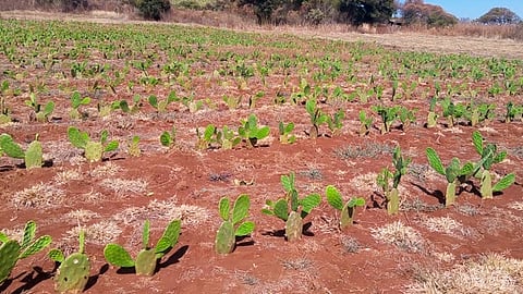 En Cuto de la Esperanza se invirtió un millón 798 mil pesos para la construcción de 14 bordos (Foto: Fátima Miranda)