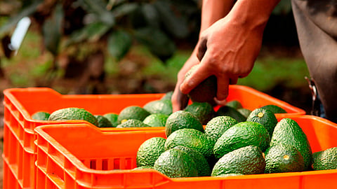Más del 76 por ciento ( 1,659,840 aprox) toneladas se cosecha en Michoacán, le siguen Jalisco con 9.2%, y el Estado de México con 4.5 % de la producción nacional (Foto: Cortesía)