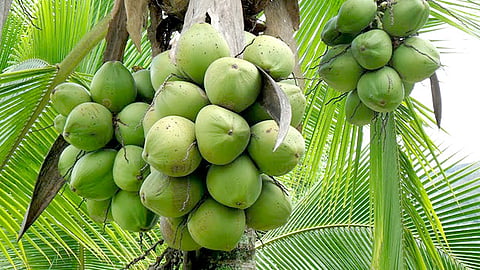 El titular de la Sedrua resaltó que se producen más de 45 mil toneladas del fruto, que se obtienen en 9 mil hectáreas cultivadas (Foto Cortesía)