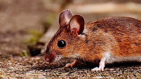 El virus se transmite por medio de las heces y la orina de roedores (Foto: pixabay)