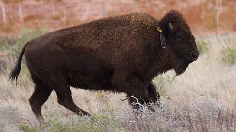 Hace 200 años había al menos 30 millones de bisontes en el mundo (Foto: gob.mx)