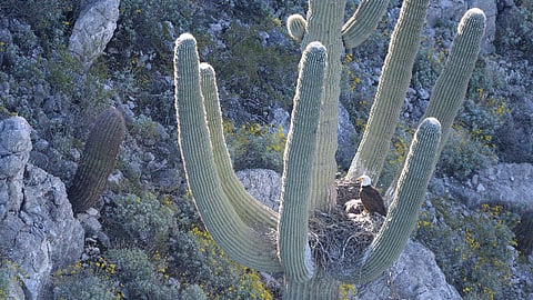 Se tenía información desde 1930 de que estas aves solían anidar en esa especie de cactus, sin embargo, hasta este momento no había registro fotográfico (Foto Twitter: @azgfd)