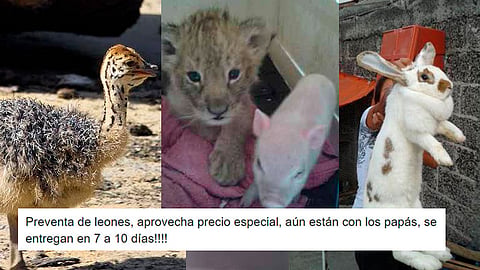 Pese a que la venta de animales en peligro de extinción está prohibida por la ley, en redes sociales circulan todo tipo de ofertas (Foto: Capturas de pantalla de Facebook) 