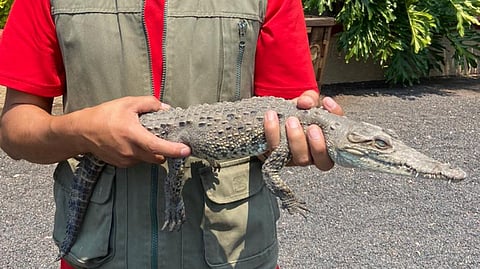 El cocodrilo mide aproximadamente 60 cm de longitud y tiene una edad estimada de 2 años y medio (Foto: Cortesía)