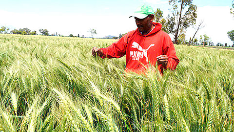 Este año, el programa promueve el reciclaje de materia orgánica, haciendo uso de técnicas agro-ecológicas como la composta y la lombricomposta (Foto Cortesía) 