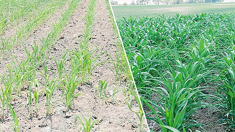 Notorio y demostrado en cultivos, el funcionamiento de los insumos elaborados por científicos de Chapingo y del Politécnico Nacional (Foto Cortesía) 