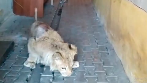 En redes sociales fueron difundidas algunas fotos donde aparece el cachorro tirado en el piso (Foto: captura IG/ @karendallakyan)
