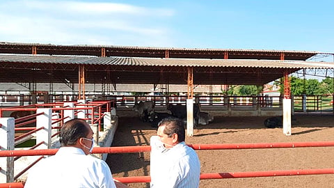 El sector ganadero en la entidad, sigue trabajando y brindando su mejor esfuerzo, señaló el titular de la Sedrua (Foto Cortesía) 