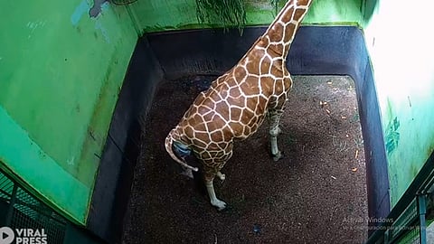 Las imágenes fueron grabadas en el zoológico Parque Safari de Bali (Foto: fotograma YouTube/  Viral Press)