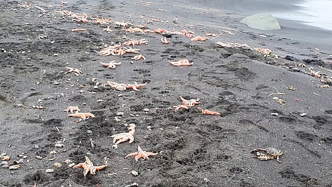 Residentes locales indicaron que el suceso podría ser resultado de las corrientes marinas (Foto Twitter: @sernapesca)