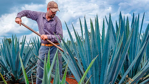El 80% de su producción es exportado a Estados Unidos (Foto: www.gob.mx/agricultura)