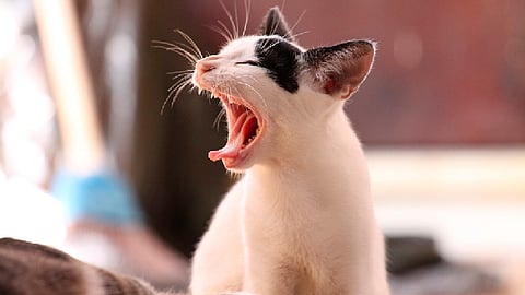 Entre las principales medidas de prevención se encuentran la recogida de animales callejeros y la vacunación de mascotas (Foto ilustrativa: pixabay)