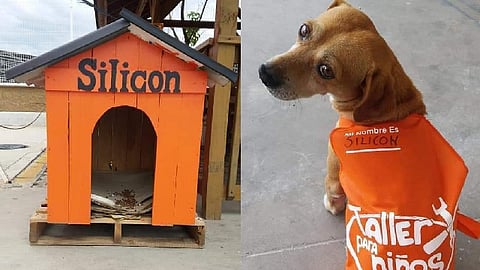 El perrito ayudará en el Taller de Nños (Foto Twitter@LaChinatriple)