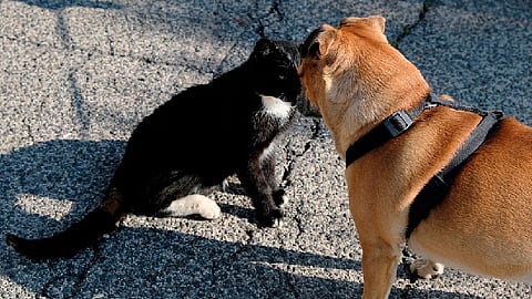 El programa que se denominará por el Bienestar Animal del Municipio de Morelia (Foto ilustrativa: pixabay)