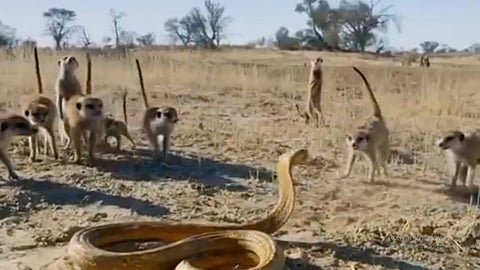La “Danza de la guerra” terminó por intimidar a la serpiente, que acabó por retirarse del lugar (Foto: captura TW/ @susantananda3)
