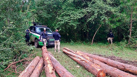 Agentes de la División Ambiental localizaron un predio con árboles derribados (Foto: Cortesía)