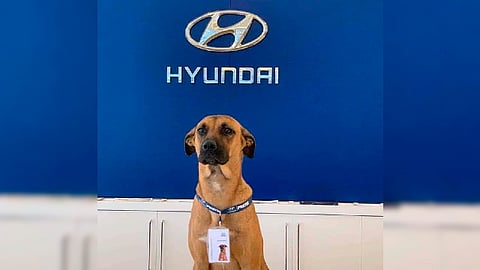 Tucson vigila el lugar (Foto: IG/primehyundai)