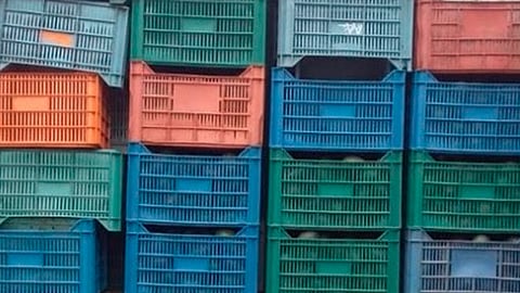 El fruto y los detenidos fueron puestos a disposición de la autoridad competente, a efecto de llevar a cabo las diligencias pertinentes (Foto Cortesía)