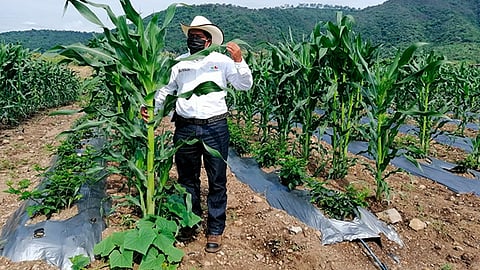 Los policultivos se pueden establecer en plantaciones de cilantro, stevia, hierbabuena, como controladoras de plagas (Foto Cortesía) 