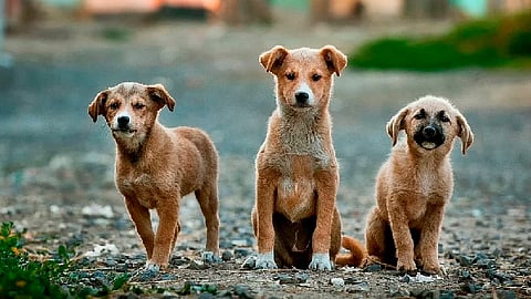 Estas son las fechas y sedes para esterilizar gratis a tu mascota en julio