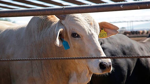 ​Del total de animales exportados, un millón 71 mil 185 fueron becerros en pie y 321 mil 678 vaquillas, detalló el Servicio Nacional de Sanidad, Inocuidad y Calidad Agroalimentaria (Foto: Cortesía)
