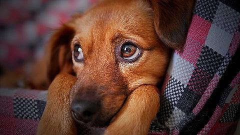 La iniciativa tiene como finalidad el dotar la protección jurídica para prevenir actos de maltrato, abandono, tortura o muerte de animales (Foto: Ilustrativa)