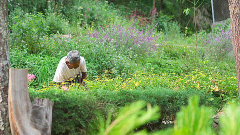 Entre las especies florestadas se encuentra la lavanda, salvia, tomillo, ruda, maguey y una variedad de plantas florales (Foto Cortesía) 