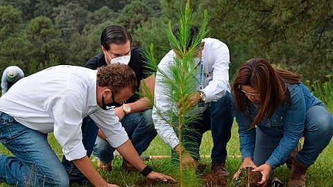 La finalidad es cumplir la meta proyectada este año de 19 millones de árboles (Foto Cortesía) 