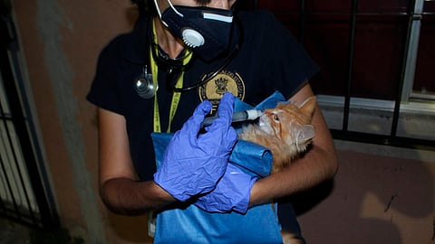 Una denuncia ciudadana advirtió sobre el posible maltrato animal (Foto: cortesía)