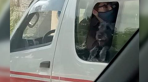 La ruta roja que va a Las Américas y pasa por Camelinas sí permite que se suban los perritos (Foto Facebook: Living in Morelia ironically)
