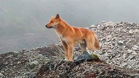 Los que viven en plena naturaleza tienen más variación genética (Foto: Fundación New Guinea Highland Wild Dog)