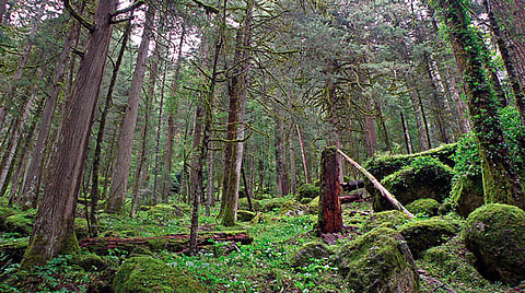 Ley de Conservación Ambiental para Michoacán, en análisis por las comisiones correspondientes, dicen empresarios 
 (Foto: Comisión Nacional Forestal)
