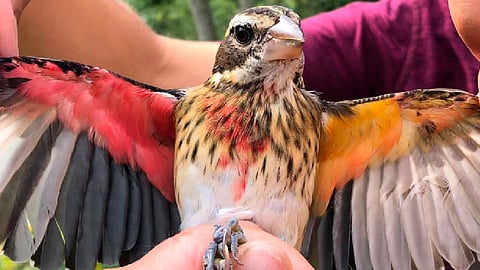 Los colores de su plumaje y la forma de su pico son distintivos de los dos géneros (Foto FB: Powdermill Bird Banding)