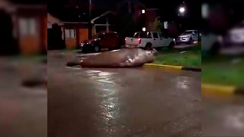 Vecinos ayudaron a que el animal regresara al mar (Foto: captura de video/ @EarthquakeChil1)