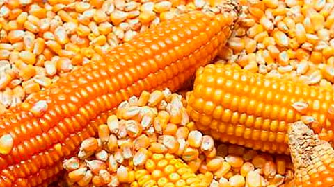 En Michoacán, el año pasado, con el programa de Precios de Garantía se pudieron acopiar seis mil toneladas de maíz (Foto: alfa-editores.com)