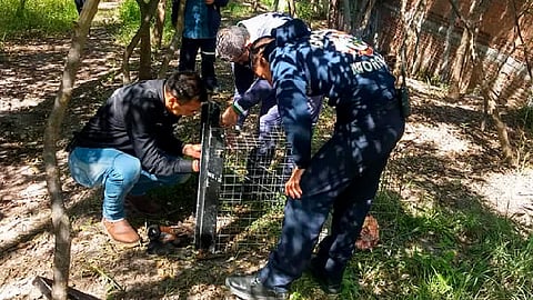 El avistamiento de felino fue reportado por vecinos del lugar 
(Foto: Cortesía)