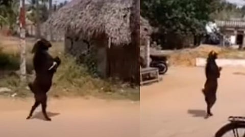 El animal se pasea por la aldea causando miedo y asombró (Foto: fotograma Youtube/ KLH100)