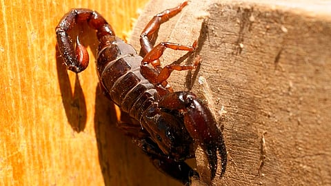 Al modificar a la tamapina se produce el bloqueo del movimiento de las células malignas de 60 a 70% (Foto: pixabay.com)