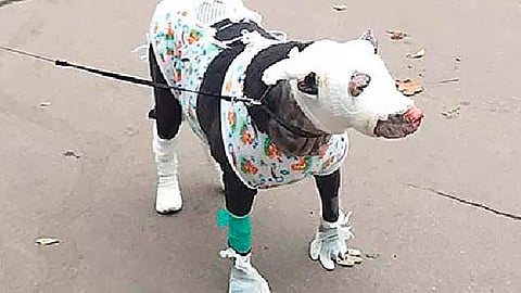 Los cachorros se encuentran saludables (Foto: @latercera)